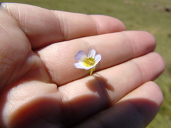 Pinguicula hirtiflora