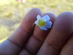 Pinguicula hirtiflora