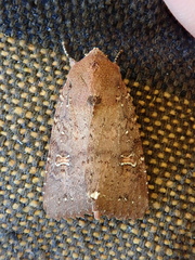 Eriopyga