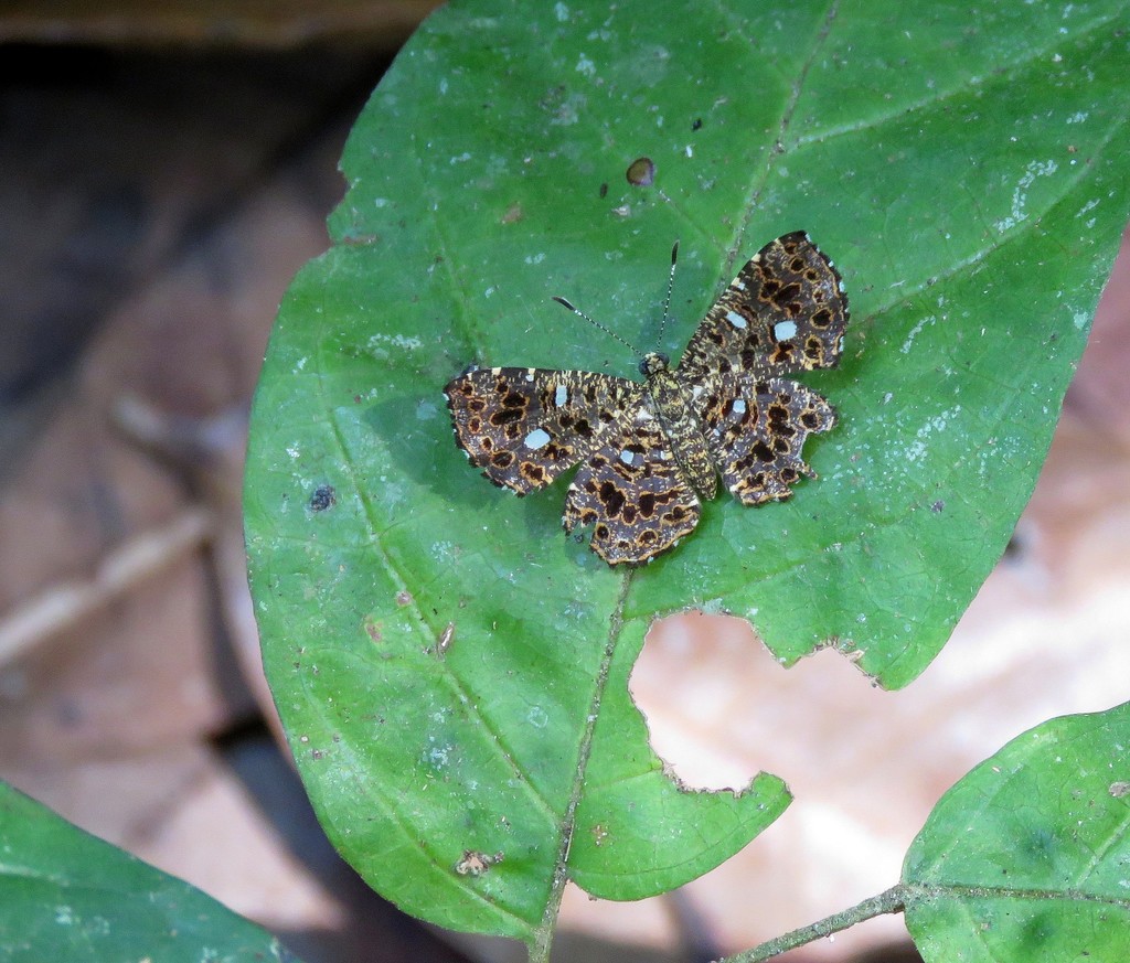 Calydna catana