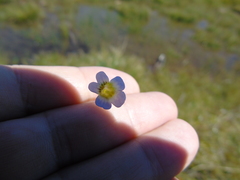 Pinguicula hirtiflora