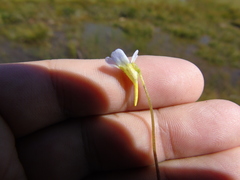 Pinguicula hirtiflora