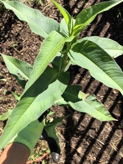 Persicaria
