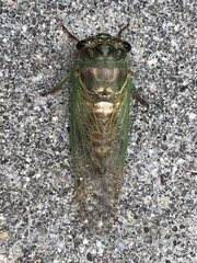 Neotibicen latifasciatus