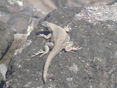 Microlophus atacamensis