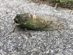 Neotibicen latifasciatus
