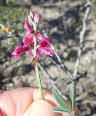 Indigofera sp-aff-platypoda