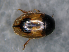 Cercyon unipunctatus