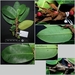 Ficus acamptophylla - Photo (c) Zakaria Al Anshori,  זכויות יוצרים חלקיות (CC BY-NC), הועלה על ידי Zakaria Al Anshori