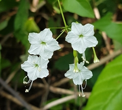 Commicarpus