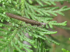 Perlamantis alliberti