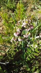 Erica paniculata