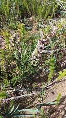 Erica paniculata