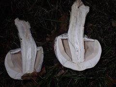 Agaricus arvensis