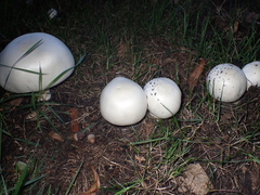 Agaricus arvensis