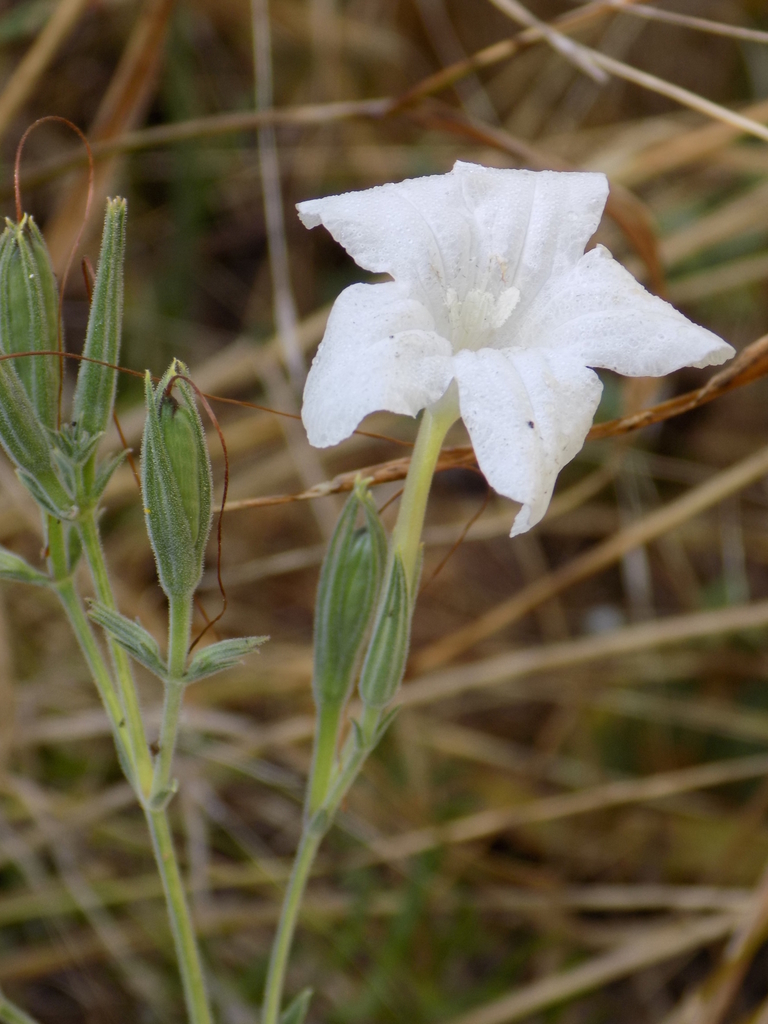 Metz's ruellia (Ruellia metziae) · iNaturalist