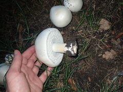 Agaricus arvensis