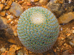 Mammillaria dixanthocentron