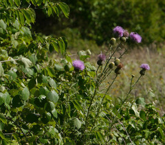 Cirsium texanum