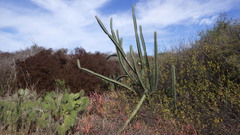 Stenocereus standleyi