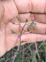 Cyanthillium vernonioides