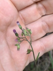 Cyanthillium vernonioides