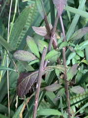 Cyanthillium vernonioides