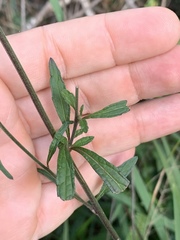 Cyanthillium vernonioides