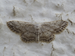 Idaea calunetaria