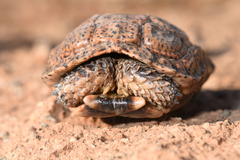 Chersobius signatus