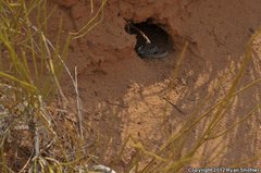Crotalus oreganus concolor