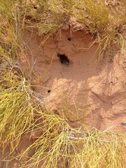 Crotalus oreganus concolor