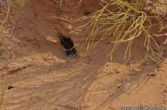 Crotalus oreganus concolor