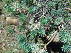 Bornmuellera tymphaea