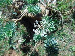 Bornmuellera tymphaea