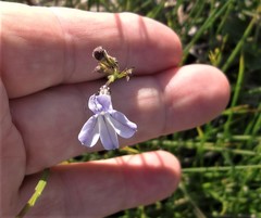 Lobelia capillifolia