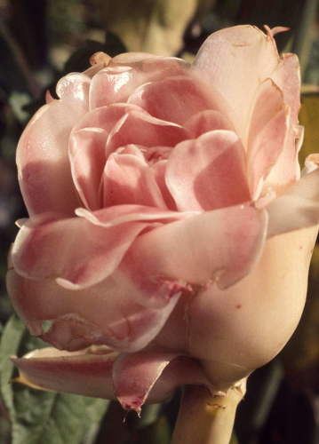 Torch ginger