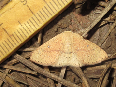 Cyclophora dataria
