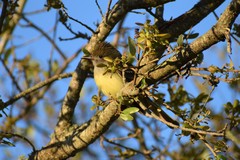 Myiarchus crinitus