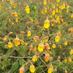 Hermannia alnifolia
