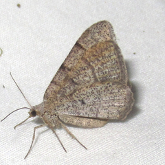 Digrammia muscariata