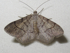 Digrammia muscariata