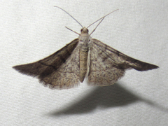 Digrammia muscariata