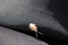 Horistus orientalis