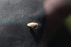Horistus orientalis