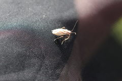 Horistus orientalis