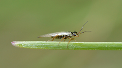 Xyelidae