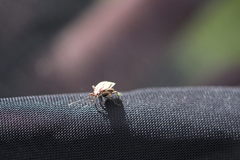 Horistus orientalis