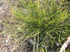 Lobelia capillifolia