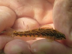 Etheostoma zonale